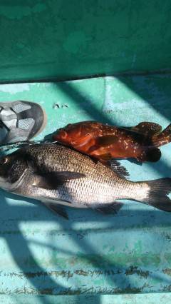 旧の赤灯台で42cmのチヌと32cmのアコウをウキ釣りで