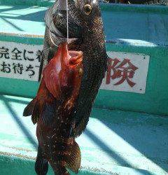 旧の赤灯台で42cmのチヌと32cmのアコウをウキ釣りで