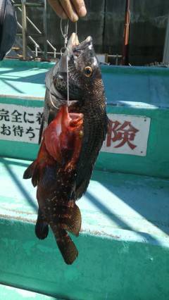 旧の赤灯台で42cmのチヌと32cmのアコ…