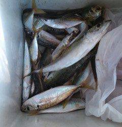 岸和田一文字　アジは最大28cmの大型も