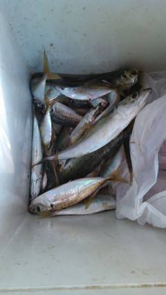 岸和田一文字　アジは最大28cmの大型も