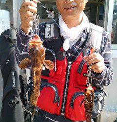 岸和田一文字、高級魚アコウがあがっています！