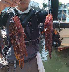 岸和田一文字、高級魚アコウがあがっています！