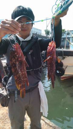 岸和田一文字、高級魚アコウがあがっています…