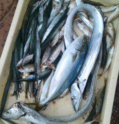 旧一文字赤灯で立派なツバス！他太刀魚も釣れています