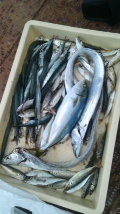 旧一文字赤灯で立派なツバス！他太刀魚も釣れています