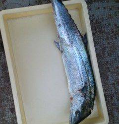 沖の北、ルアーでサゴシ&タチウオ