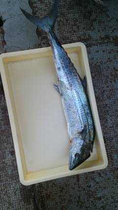 沖の北、ルアーでサゴシ&タチウオ