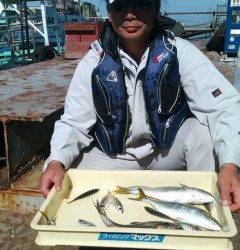 岸和田一文字、ツバスが良く揚がっています