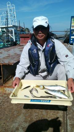 岸和田一文字、ツバスが良く揚がっています