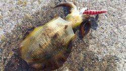 夢の浜、朝2時間でアオリ3杯釣れました