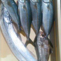 岸和田一文字　ツバス＆タチウオ釣果