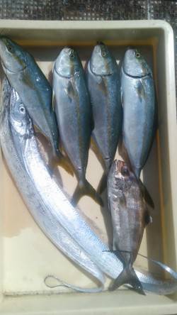 岸和田一文字　ツバス＆タチウオ釣果