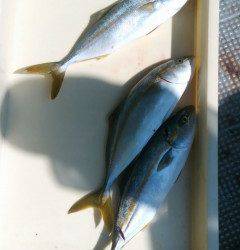 沖一文字1番、石ゴカイでサンバソウ大漁★