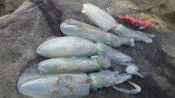 中津　墨族オレンジレッドでアオリイカゲット！