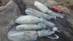 中津　墨族オレンジレッドでアオリイカゲット…