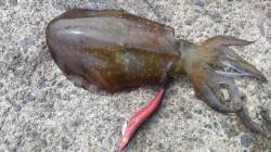 伊根から竹野までのランガン、竹野ではアオリ…