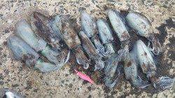 伊根から竹野までのランガン、竹野ではアオリの良型の釣果☆