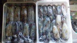 蒲入でエギング、墨族で23杯の釣果！