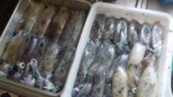 蒲入でエギング、墨族で23杯の釣果！