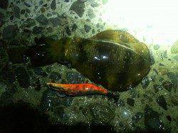 東二見人工島　エギングで夜のアオリイカ調査☆