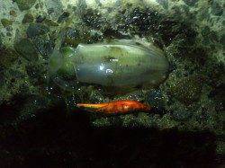 東二見人工島　エギングで夜のアオリイカ調査☆