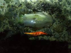 東二見人工島　エギングで夜のアオリイカ調査…