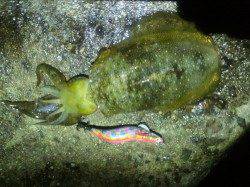 二見で仕事帰りの短時間エギング釣行！