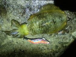 二見で仕事帰りの短時間エギング釣行！