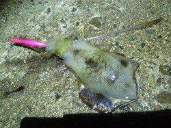 二見で仕事帰りの短時間エギング釣行！