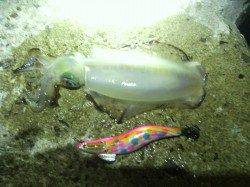 アジュール舞子、21時頃からのナイトエギング釣果