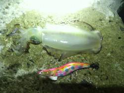 アジュール舞子、21時頃からのナイトエギン…