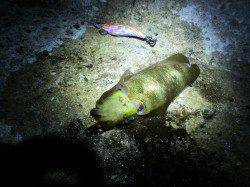 アジュール舞子、21時頃からのナイトエギング釣果