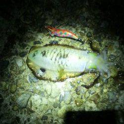 東二見人工島でのエギング、グッドサイズも交じりで楽しめました