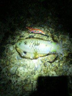 東二見人工島でのエギング、グッドサイズも交じりで楽しめました