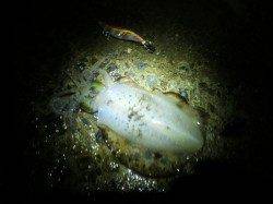 東二見人工島でのエギング、グッドサイズも交じりで楽しめました