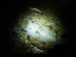 東二見人工島でのエギング、グッドサイズも交…