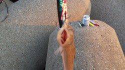 兵庫突堤　ショアジギングで青物狙いもエソ…