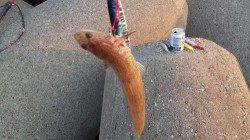 兵庫突堤　ショアジギングで青物狙いもエソ…