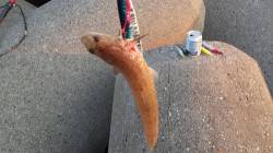 兵庫突堤　ショアジギングで青物狙いもエソ……