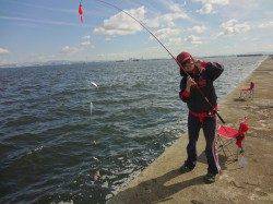 武庫一でアジ・サバ・イワシ！10時まで凄く釣れました！