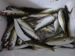 武庫一でアジ・サバ・イワシ！10時まで凄く釣れました！