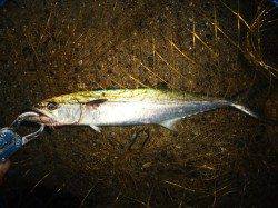 助松埠頭　朝のショアジギで今年初サゴシがヒット！