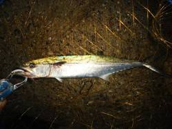 助松埠頭　朝のショアジギで今年初サゴシがヒ…