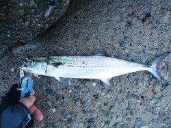 出勤前釣行　ルアーでサゴシ38cm＆バリコ　ツバスの姿も