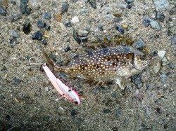 出勤前釣行　ルアーでサゴシ38cm＆バリコ　ツバスの姿も