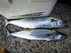 今朝は、ﾊﾞｲﾌﾞﾚｰｼｮﾝに好反応でサゴシＧＥＴ！