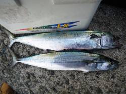 今朝は、ﾊﾞｲﾌﾞﾚｰｼｮﾝに好反応でサゴ…