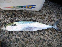 今朝は、ﾊﾞｲﾌﾞﾚｰｼｮﾝに好反応でサゴシＧＥＴ！