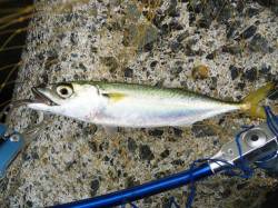 助松埠頭　ショアジギングでサバ　サゴシは沖…